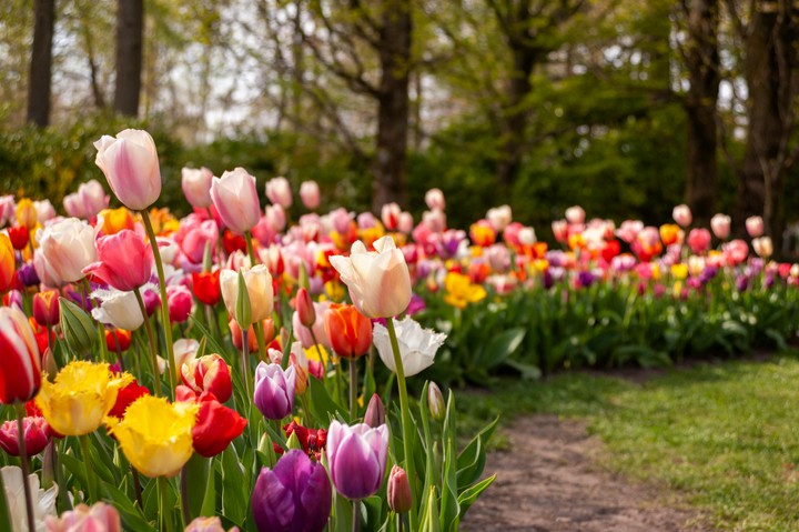 Tulipány - ilustračné foto